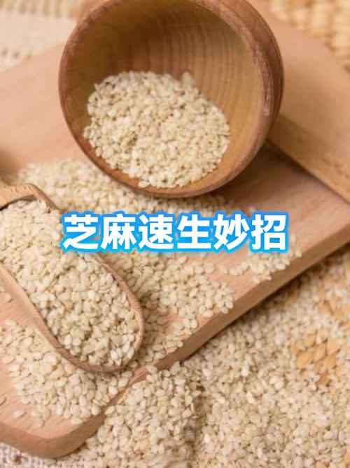 芝麻粒助力接单app修改版最新版游戏截图