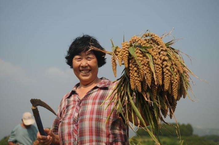 小米什么季节收获