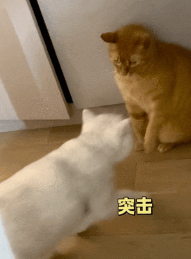 天天养猫猫下载