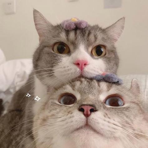 小猫情侣头像高清