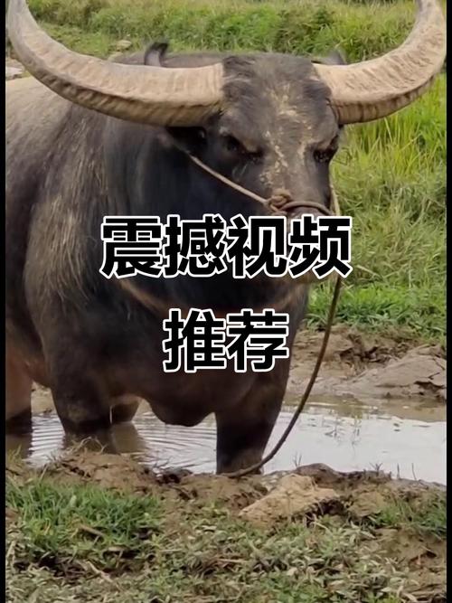 忧君的视频白色版无删减游戏截图