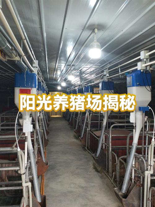 阳光养猪场金猪缩略图
