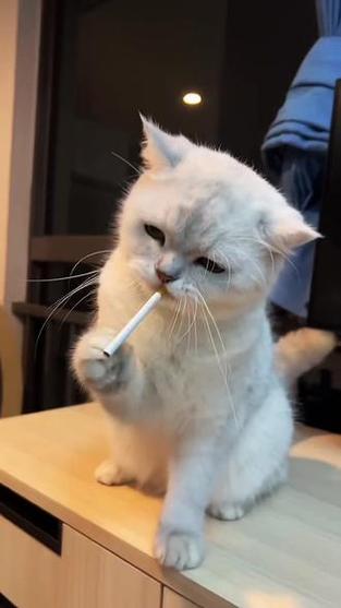 猫咪视频搞笑短视频缩略图