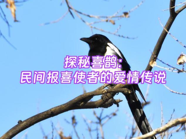 喜鹊一般给什么人报喜无毒版游戏截图