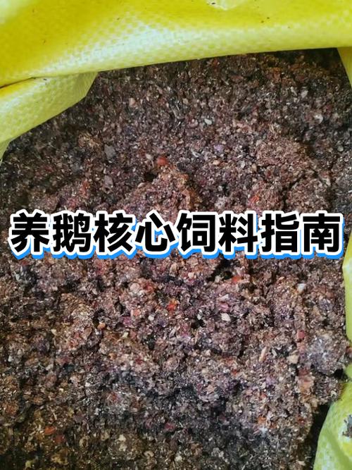 养鹅的正确方法
