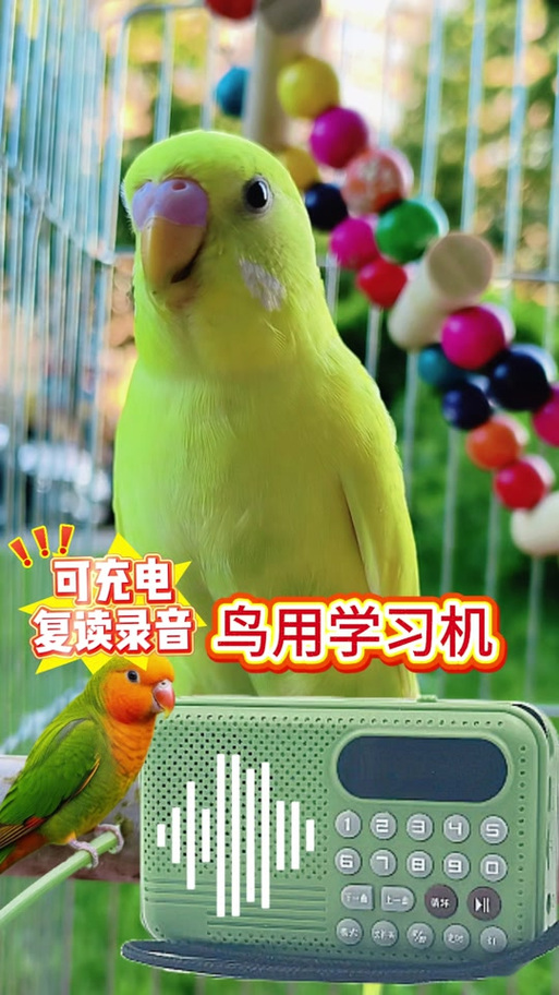 训鸟录音mp3