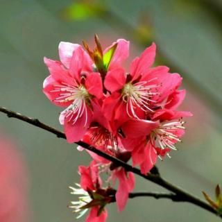 王竹子教学视频在线观看看书版游戏截图