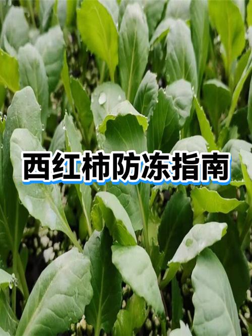 冻西红柿有致癌物吗
