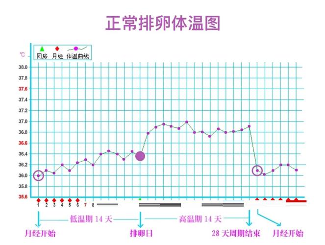 女性基础体温表格