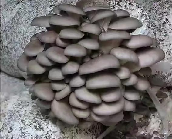 蘑菇t3无限钻石游戏截图