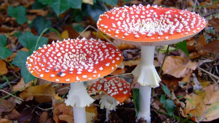蘑菇免付费版游戏截图