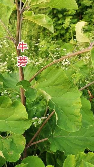 牛蒡悬赏内置作弊菜单版游戏截图