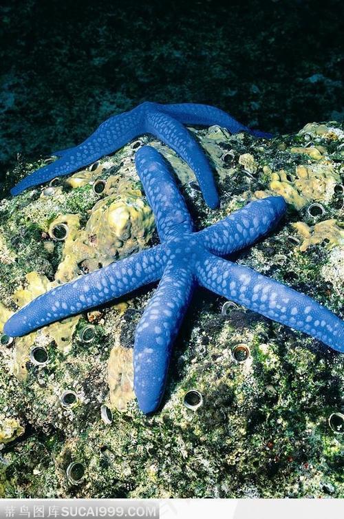 合体海生物图片
