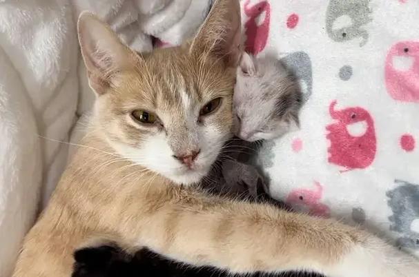 母猫多久带小猫出来玩