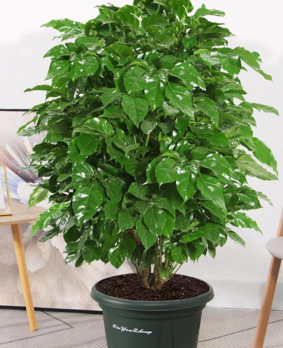 摇钱树如何浇水