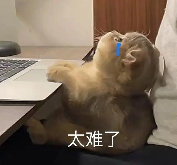 红温猫猫头表情包手机端（解锁版）游戏截图