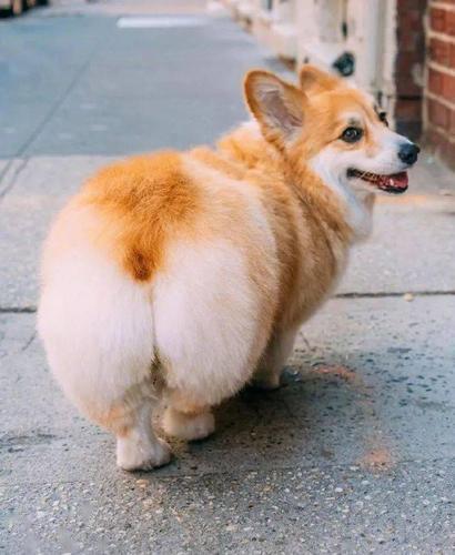 pp狗行车记录仪