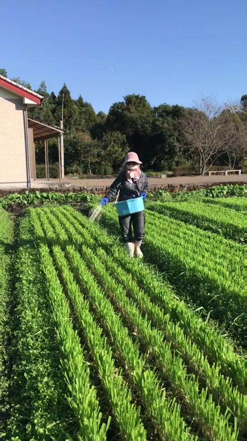 每天去种菜红包版下载中文最新版游戏截图