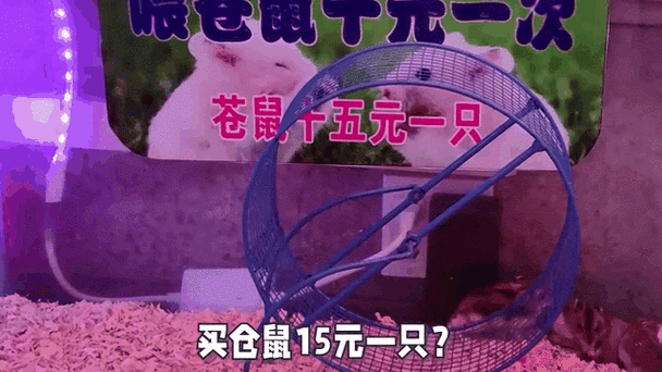 一个月的仓鼠怎么喂